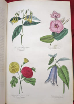 Les Trois Règnes de la Nature : Règne Végétal. BOTANIQUE Organographie et Taxonomie. Histoire naturelle des FAMILLES VEGETALES et des Principales ...