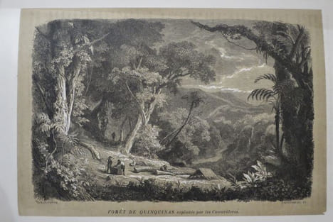 Les Trois Règnes de la Nature : Règne Végétal. BOTANIQUE Organographie et Taxonomie. Histoire naturelle des FAMILLES VEGETALES et des Principales ...