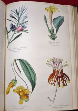 Les Trois Règnes de la Nature : Règne Végétal. BOTANIQUE Organographie et Taxonomie. Histoire naturelle des FAMILLES VEGETALES et des Principales ...