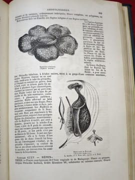 Les Trois Règnes de la Nature : Règne Végétal. BOTANIQUE Organographie et Taxonomie. Histoire naturelle des FAMILLES VEGETALES et des Principales ...