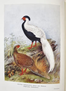Pheasants in covert and aviary.