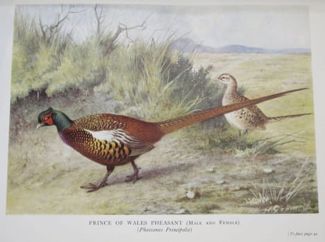 Pheasants in covert and aviary.. BARTON, Townend Frank.