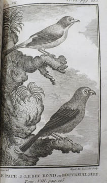 Histoire Naturelle des Oiseaux (18 volumes). . BUFFON, Georges-Louis Leclerc, comte de Buffon.