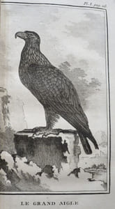 Histoire Naturelle des Oiseaux (18 volumes).