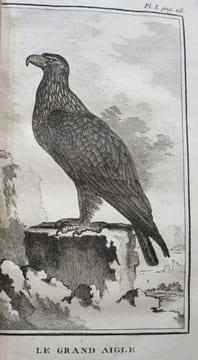 Histoire Naturelle des Oiseaux (18 volumes). . BUFFON, Georges-Louis Leclerc, comte de Buffon.