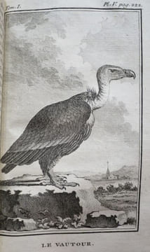 Histoire Naturelle des Oiseaux (18 volumes). . BUFFON, Georges-Louis Leclerc, comte de Buffon.