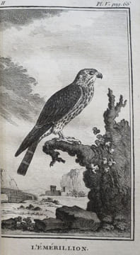 Histoire Naturelle des Oiseaux (18 volumes). . BUFFON, Georges-Louis Leclerc, comte de Buffon.
