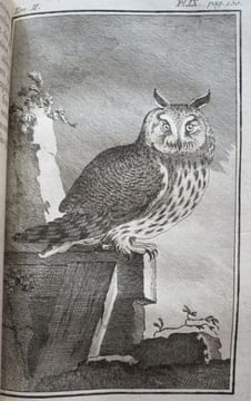 Histoire Naturelle des Oiseaux (18 volumes). . BUFFON, Georges-Louis Leclerc, comte de Buffon.