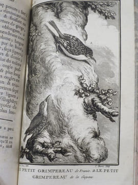 Histoire Naturelle des Oiseaux (18 volumes). . BUFFON, Georges-Louis Leclerc, comte de Buffon.