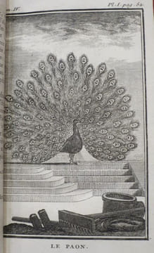 Histoire Naturelle des Oiseaux (18 volumes). . BUFFON, Georges-Louis Leclerc, comte de Buffon.
