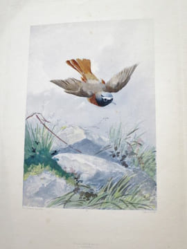 Nos Oiseaux. Compositions de H. Giacomelli.. THEURIET, André - GIACOMELLI, Hector.
