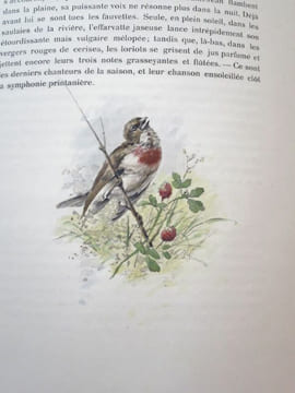 Nos Oiseaux. Compositions de H. Giacomelli.. THEURIET, André - GIACOMELLI, Hector.