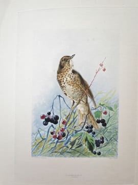 Nos Oiseaux. Compositions de H. Giacomelli.. THEURIET, André - GIACOMELLI, Hector.