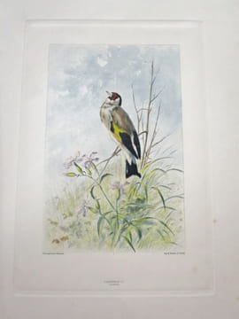 Nos Oiseaux. Compositions de H. Giacomelli.. THEURIET, André - GIACOMELLI, Hector.