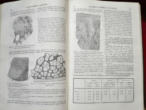 Encyclopédie internationale de Chirurgie publiée sous la direction du Docteur John Ashhurst et illustrée de figures intercallées dans le texte. Tome I ...