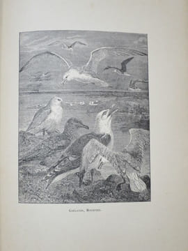 La Chasse en France. Ouvrage illustré de 122 gravures d'après les dessins de Jules Didier, Gélibert, Gridel, Ch. Jacques, Malher, Oudart, etc, etc.. ...