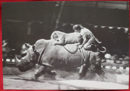 Album contenant des Cartes postales des différents Cirques : Cirque Arlette GRUSS, 1990-91-93, 9 cartes couleurs - Alexis GRUSS, 1991, 8 cartes en noir et blanc - Cirque AMAR, 1984-88-78-93, 7 cartes couleurs - Cirque Danix TOGNI, 1992, 7 cartes noir et blanc, 1989-90-92, 20 cartes couleurs - Cirque NOCK, 1987-92, 16 cartes couleurs - Cirque PAUWELLS, 1986-88-89, 10 cartes couleurs, PAUWELS présente E. BOUGLIONE, 1990-91-92, 4 cartes en noir et blanc et 5 en couleurs - Cirque PINDER, 1986-89-93, 6 cartes couleurs - Cirque PINDER-JEAN-RICHARD, 1986-89-90, 7 cartes couleurs - Cirque Achille ZAVATTA 2, Cirque Achille ZAVATTA, Cirque ZAVATTA fils, 1986-89-90, 46 cartes couleurs - Cirque acrobatique de PEKIN, troupe de HANGZHOU, 1990, 3 cartes couleurs - Troupe acrobatique chinoise de WUHAN, 1990, 4 cartes couleurs - Cirque Joseph E. BOUGLIONE, 1990, 2 cartes couleurs - Cirque Albert RANCY, 1983, 1 carte couleur de Roger Lanzac et Maxi - Cirque Franck ZAVATTA, 1993, 4 cartes couleurs (tirage inférieur à 100 ex.) - John CAMPOLONGO, 1993, vu à Monaco, 2 cartes en noir et blanc et 3 couleurs - Rico Micheletty, 1994, 1 carte noir et blanc - Billy Wilson-Smart, 1994, 1 carte noir et blanc - Pieric, 1994, 2 cartes noir et blanc - Cirque Christiane GRUSS, 1990, 4 cartes couleurs - Cirque KNIE, 19-88-90-92, 37 cartes couleurs.