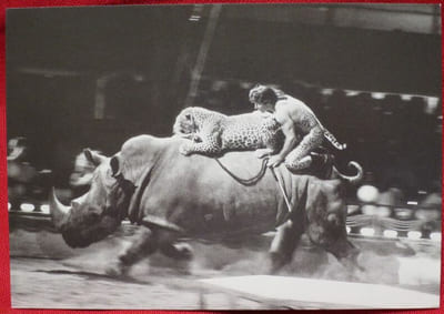 Album contenant des Cartes postales des différents Cirques : Cirque Arlette GRUSS, 1990-91-93, 9 cartes couleurs - Alexis GRUSS, 1991, 8 cartes en noir et blanc - Cirque AMAR, 1984-88-78-93, 7 cartes couleurs - Cirque Danix TOGNI, 1992, 7 cartes noir et blanc, 1989-90-92, 20 cartes couleurs - Cirque NOCK, 1987-92, 16 cartes couleurs - Cirque PAUWELLS, 1986-88-89, 10 cartes couleurs, PAUWELS présente E. BOUGLIONE, 1990-91-92, 4 cartes en noir et blanc et 5 en couleurs - Cirque PINDER, 1986-89-93, 6 cartes couleurs - Cirque PINDER-JEAN-RICHARD, 1986-89-90, 7 cartes couleurs - Cirque Achille ZAVATTA 2, Cirque Achille ZAVATTA, Cirque ZAVATTA fils, 1986-89-90, 46 cartes couleurs - Cirque acrobatique de PEKIN, troupe de HANGZHOU, 1990, 3 cartes couleurs - Troupe acrobatique chinoise de WUHAN, 1990, 4 cartes couleurs - Cirque Joseph E. BOUGLIONE, 1990, 2 cartes couleurs - Cirque Albert RANCY, 1983, 1 carte couleur de Roger Lanzac et Maxi - Cirque Franck ZAVATTA, 1993, 4 cartes couleurs (tirage inférieur à 100 ex.) - John CAMPOLONGO, 1993, vu à Monaco, 2 cartes en noir et blanc et 3 couleurs - Rico Micheletty, 1994, 1 carte noir et blanc - Billy Wilson-Smart, 1994, 1 carte noir et blanc - Pieric, 1994, 2 cartes noir et blanc - Cirque Christiane GRUSS, 1990, 4 cartes couleurs - Cirque KNIE, 19-88-90-92, 37 cartes couleurs.