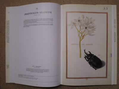 Daniel Rabel : cent fleurs et insectes (collection Bibliothèque Nationale, Paris).