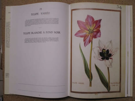 Daniel Rabel : cent fleurs et insectes (collection Bibliothèque Nationale, Paris).. AYMONIN Gérard [Daniel Rabel]