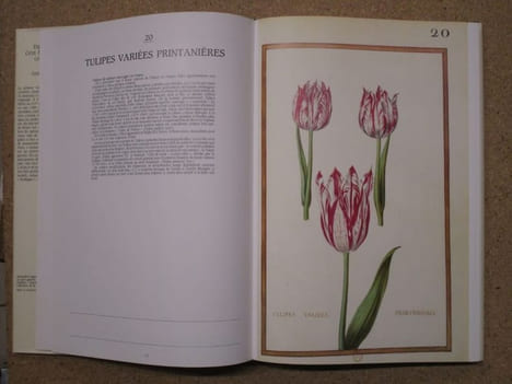Daniel Rabel : cent fleurs et insectes (collection Bibliothèque Nationale, Paris).. AYMONIN Gérard [Daniel Rabel]