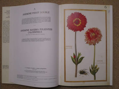 Daniel Rabel : cent fleurs et insectes (collection Bibliothèque Nationale, Paris).. AYMONIN Gérard [Daniel Rabel]