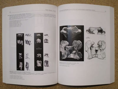 TERRA AMATA : Nice, Alpes-Maritimes, France. Tome II : Palynologie - Anthracologie - Faunes - Mollusques - Paléoenvironnements - Paléoanthropologie .
