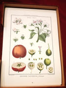 [Encyclopédie méthodique. Botanique] Illustrations botaniques de l'Encyclopédie méthodique. (10 volumes) par LAMARCK, Jean-Baptiste MONET, chevalier de - Image 1