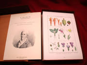 [Encyclopédie méthodique. Botanique] Illustrations botaniques de l'Encyclopédie méthodique. (10 volumes) par LAMARCK, Jean-Baptiste MONET, chevalier de - Image 2