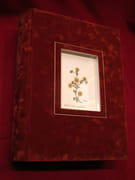 [Encyclopédie méthodique. Botanique] Illustrations botaniques de l'Encyclopédie méthodique. (10 volumes) par LAMARCK, Jean-Baptiste MONET, chevalier de - Image 3