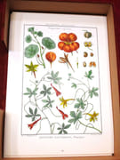 [Encyclopédie méthodique. Botanique] Illustrations botaniques de l'Encyclopédie méthodique. (10 volumes) par LAMARCK, Jean-Baptiste MONET, chevalier de - Image 8