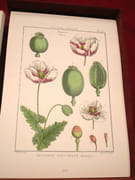 [Encyclopédie méthodique. Botanique] Illustrations botaniques de l'Encyclopédie méthodique. (10 volumes) par LAMARCK, Jean-Baptiste MONET, chevalier de - Image 9