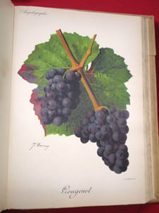 Traité Général de Viticulture, Ampélographie (7 volumes).