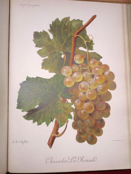 Traité Général de Viticulture, Ampélographie (7 volumes).. VIALA, Pierre - VERMOREL, Victor. (sous la direction de)