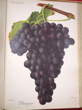 Traité Général de Viticulture, Ampélographie (7 volumes).. VIALA, Pierre - VERMOREL, Victor. (sous la direction de)