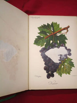 Traité Général de Viticulture, Ampélographie (7 volumes).. VIALA, Pierre - VERMOREL, Victor. (sous la direction de)