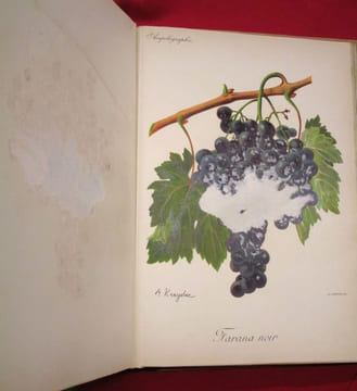 Traité Général de Viticulture, Ampélographie (7 volumes).. VIALA, Pierre - VERMOREL, Victor. (sous la direction de)