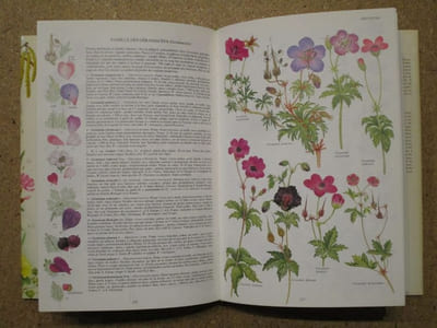 LA FLORE d'Europe occidentale : plus de 2400 planches décrites et illustrées en couleurs.