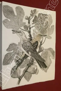 Les Chants de la Forêt (3 volumes).