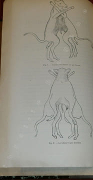 Mélanges Tératologiques.LESBRE - RABAUD.. LESBRE - RABAUD.