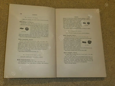 Les coquilles terrestres de France : description par familles, genres et espèces.