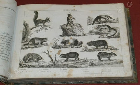 Merveilles de la Nature vivante, ou Galerie des animaux curieux, industrieux et domestiques de tous les pays avec une description de leurs moeurs et ...