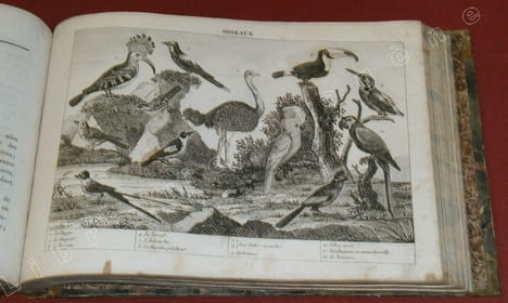 Merveilles de la Nature vivante, ou Galerie des animaux curieux, industrieux et domestiques de tous les pays avec une description de leurs moeurs et ...