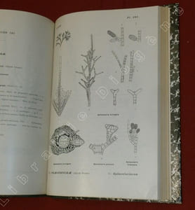 Album général des Cryptogames (4 volumes comprenant les 5 tomes Algae et les 5 tomes Fungi, plus de 860 planches) .