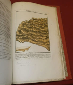 Herbier de la France, première division : Plantes vénéneuses du Royaume - Histoire des Plantes Médicinales - Herbier de la France, seconde division : ...