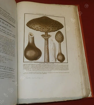 Herbier de la France, première division : Plantes vénéneuses du Royaume - Histoire des Plantes Médicinales - Herbier de la France, seconde division : ...