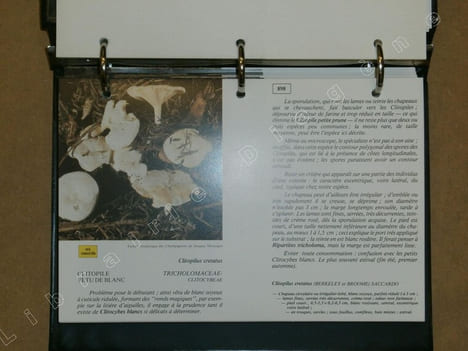 Atlas des champignons : champignons mortels, champignons toxiques, champignons non comestibles, champignons savoureux (8 volumes).. MANUEL Jean / ...