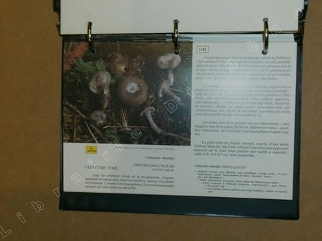 Atlas des champignons : champignons mortels, champignons toxiques, champignons non comestibles, champignons savoureux (8 volumes).. MANUEL Jean / ...