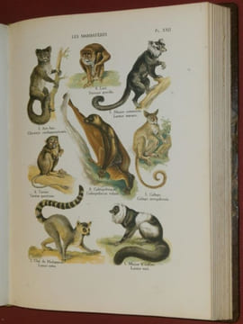 Le Monde Vivant : Histoire Naturelle illustrée (5 volumes).. COUTIERE, Henri.