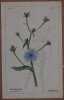 Cichorium intybus. Heinrich Romer